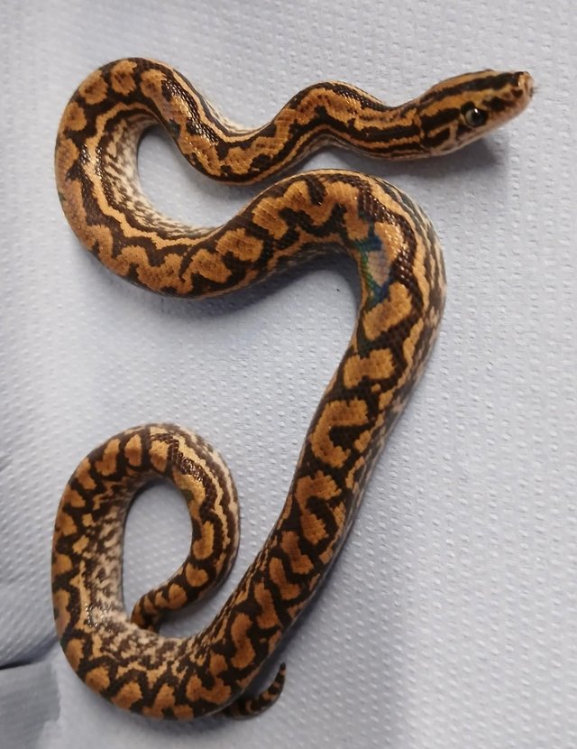 Preview of the first image of Paraguayan Rainbow Boa Female.