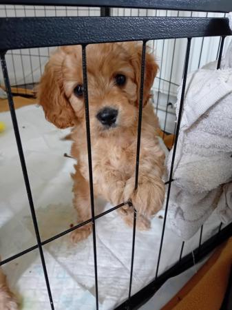 Image 3 of F1 cavapoo puppies for sale