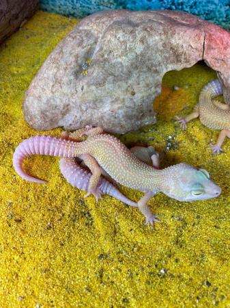 Image 4 of Albino Leucistic leopard geckos £70 Each