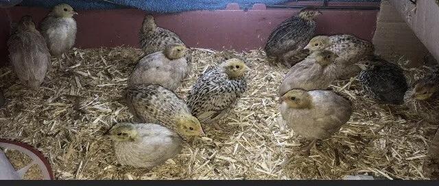 Image 18 of SEXED QUAILS/IN JUNE/28TH MAY !