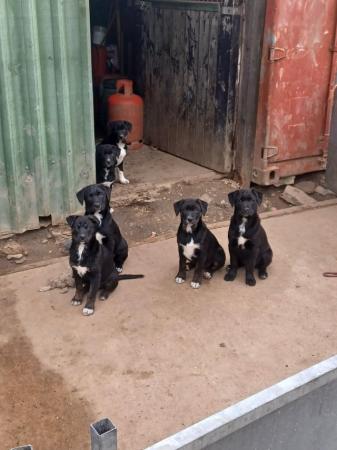 Image 12 of border collie cross rottweiler puppies