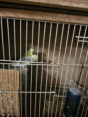 Image 4 of Selling up budgies,zebbies conures