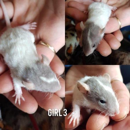 Image 7 of Rats babies!!!!!!!!!!!!!!!!!!!!!