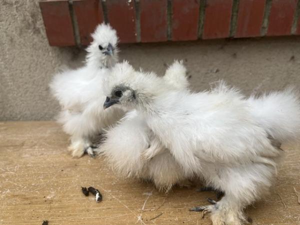 Image 1 of 7 week old silkie chickens and more