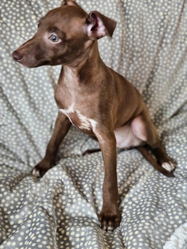 Preview of the first image of 2 Gorgeous Italian Greyhound BoysREADY NOW.
