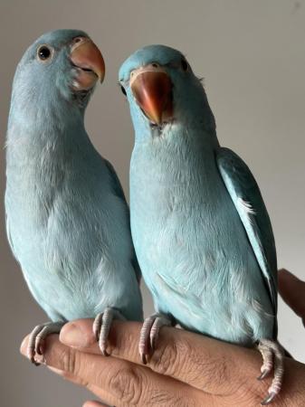 Image 8 of Handreared Silly Tame Baby Blue Ringneck Parrots