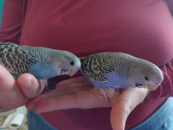 Image 5 of Hand reared silly tame baby budgie for reservation
