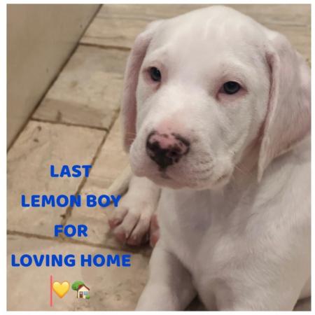 Image 14 of LEMON SPOTTED DALMATIAN BOY PUPS! READY NOW !