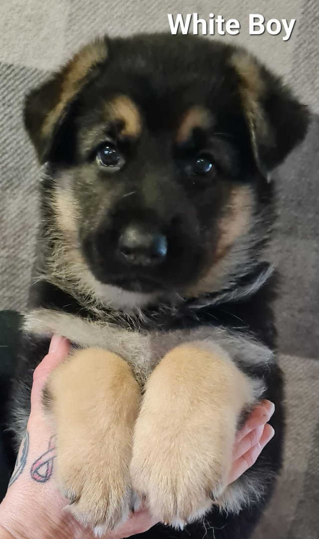 Preview of the first image of Gorgeous, fluffy, Homebred, full German Shepherd puppies.