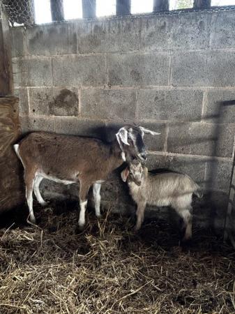 Image 5 of Nanny goats with kids for sale