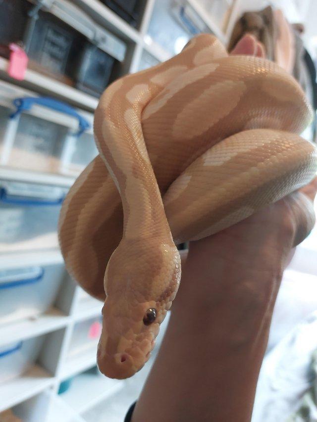 Preview of the first image of Mojave candy male cb20 ball python.