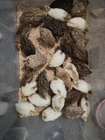 Image 2 of Coturnix quails mix colours,hens and roosters avialiable