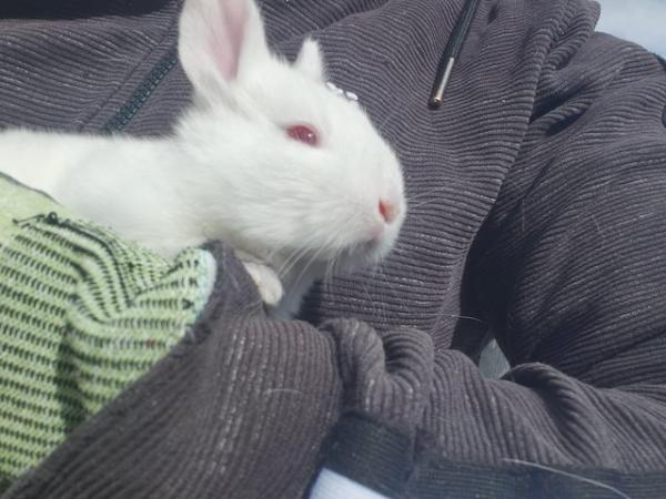 Image 5 of Pure Breed New Zealand white bunnies ready soon.