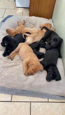 Image 4 of KC reg black lab puppies