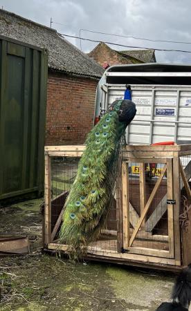 Image 2 of Male peacocks for sale, currently fully feathered