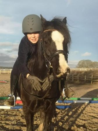 Image 12 of 12.2 section C gelding - super fun pony club all rounder