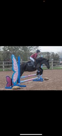 Image 2 of 12.3HH, 8 year old mare