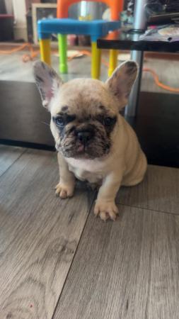 Image 1 of French Bulldog Puppies For Sale
