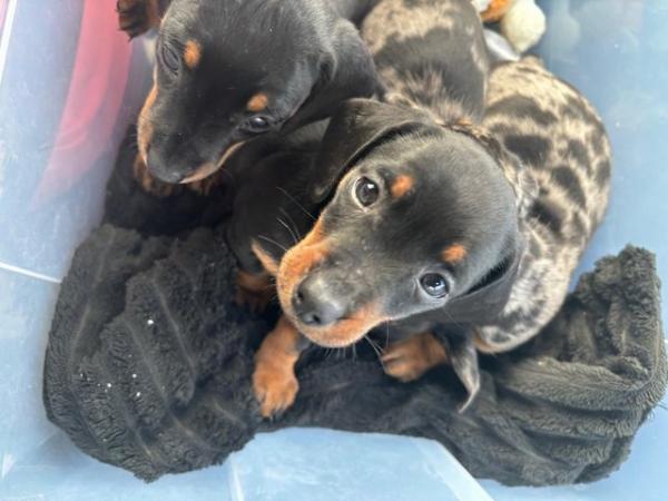 Image 7 of READY NOW Dachshund pups x2 black & tan males