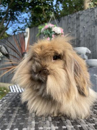 Image 2 of Beautiful Sooty Fawn Lion Lop Girl
