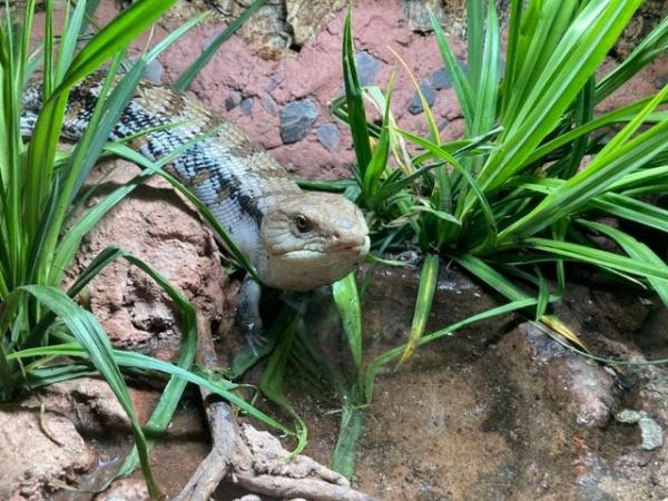 Image 5 of CB11 Male Northern Blue Tongued Skink (Tiliqua scincoides)