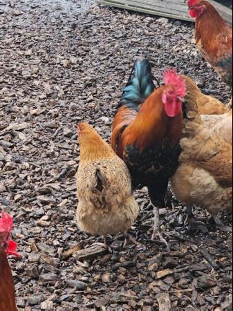 Image 2 of Male and Female Chickens For Sale