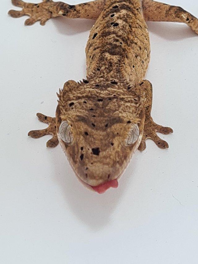 Preview of the first image of Female super dalmatian crested gecko.
