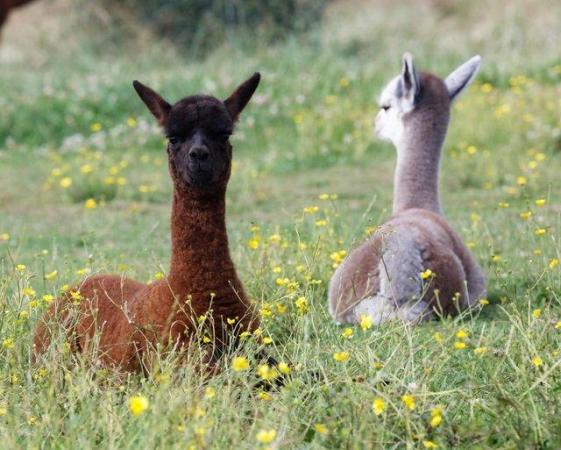 Image 5 of ALPACA  YOUNG FEMALES MAINLY FROM GREY CHAMPIONS