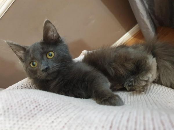 Image 14 of Kittens Russsian blue Long hair Gray kitten boy playful