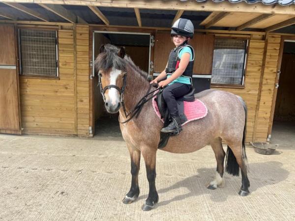 Image 1 of 12hh pony for share / part loan