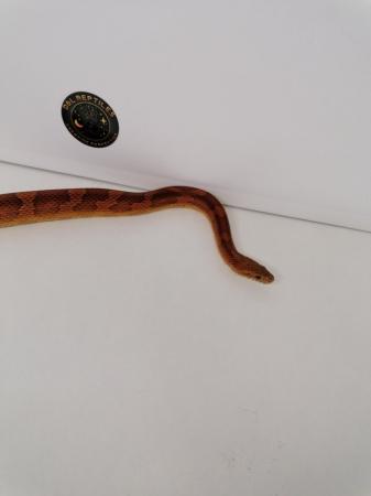 Image 5 of Corn snake male proven breeder