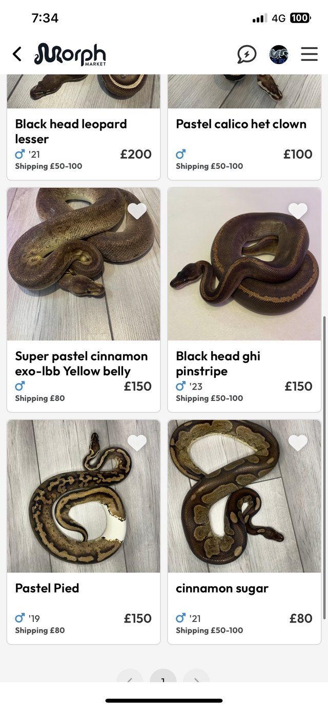 Preview of the first image of adult royal pythons for sale.