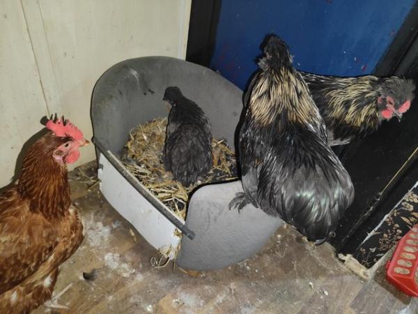 Image 3 of 3 month old Silkie x pekin rooster/cockerel