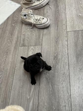 Image 1 of Frugs- frenchie x pug puppies 1 girl remaining