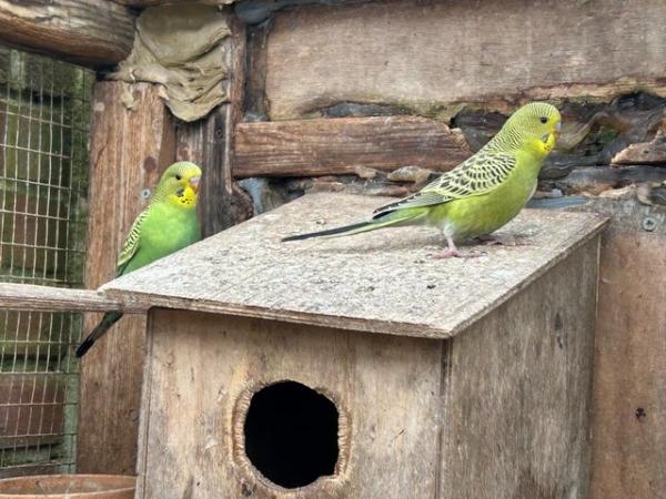 Image 2 of 6 baby budgies for sale various colours