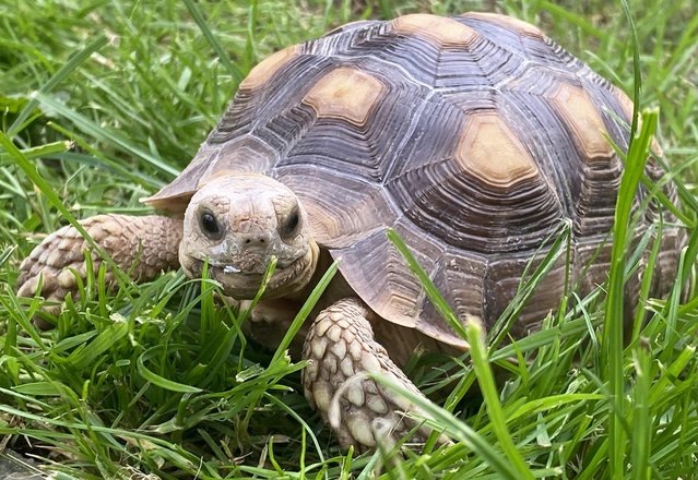 Image 5 of Sulcata Tortoise and a Horsefield tortoise