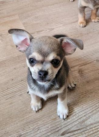 Image 4 of One of kind tri blue chihuahua boy with husky markings