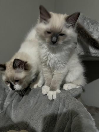 Image 14 of READY TO LEAVE 2 males fullragdoll kittens