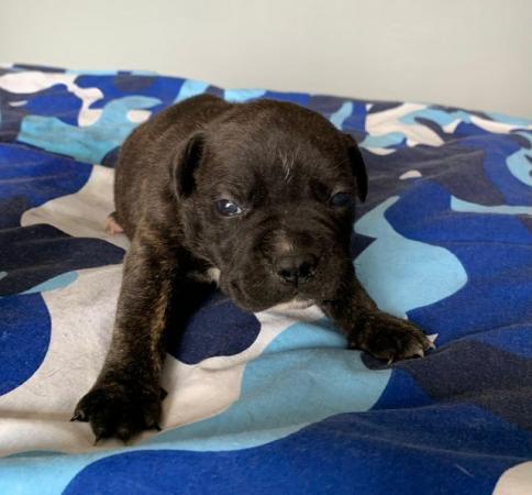 Image 6 of 7 beautiful Staffordshire bull terrier puppies