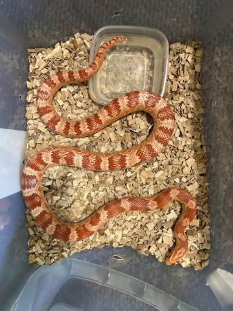 Image 1 of female Corn snake for sale