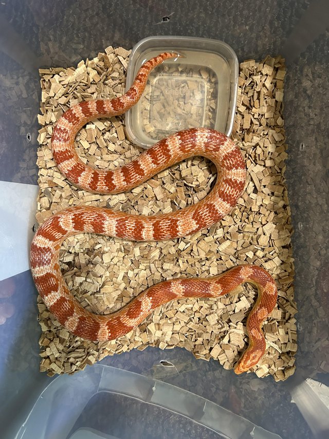 Preview of the first image of female Corn snake for sale.