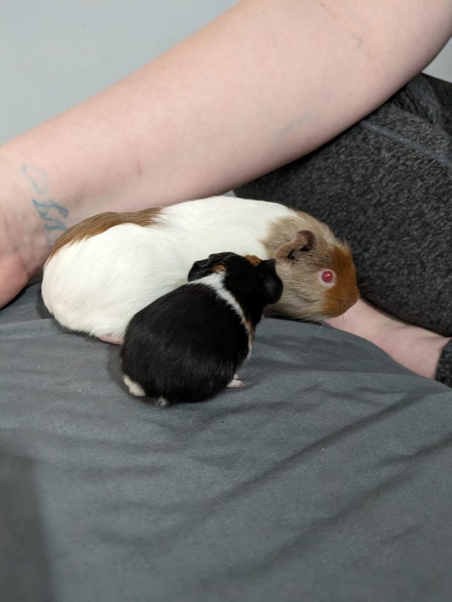 Preview of the first image of Guinea pigs for sale different bonded pairs.