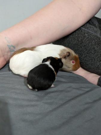 Image 1 of Guinea pigs for sale different bonded pairs