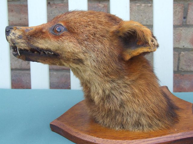 Vintage taxidermy Fox head c 1930 — photo 2 of 3