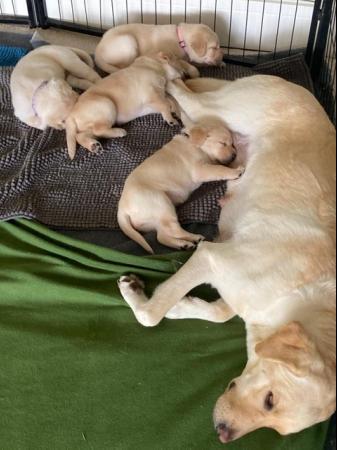 Image 4 of Purebred Labrador puppies