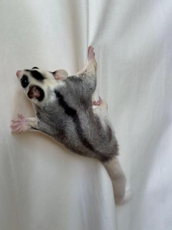 Image 8 of TWO BEAUTIFUL MOSAIC SUGAR GLIDERS – BROTHERS
