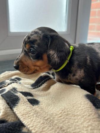 Image 18 of Ready Today! Reduced! KC registered dachshund puppies