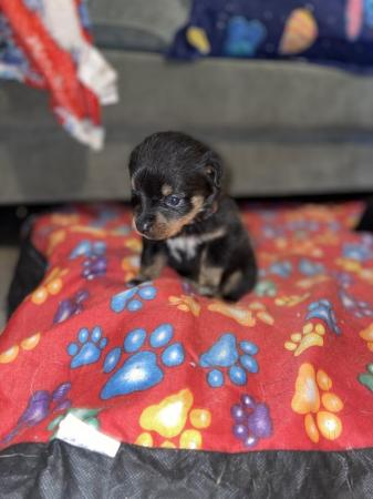Image 3 of Rottweiler pup looking for her forever home