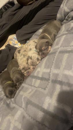Image 8 of Testable fluffy carrier French bulldog puppies
