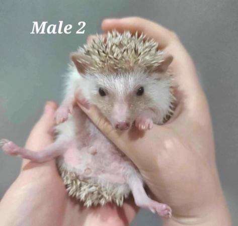 Image 1 of Two Male Pygmy Hedgehogs